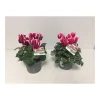 Plantiflor Alpenveilchen zweifarbige Blüte Durchmesser 11 cm