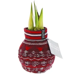 Plantiflor Amaryllis mit Socke gewachst ca 32 cm