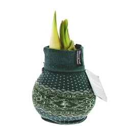 Plantiflor Amaryllis mit Socke gewachst ca 32 cm