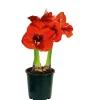 Plantiflor Amaryllis Topf Durchmesser 12 cm