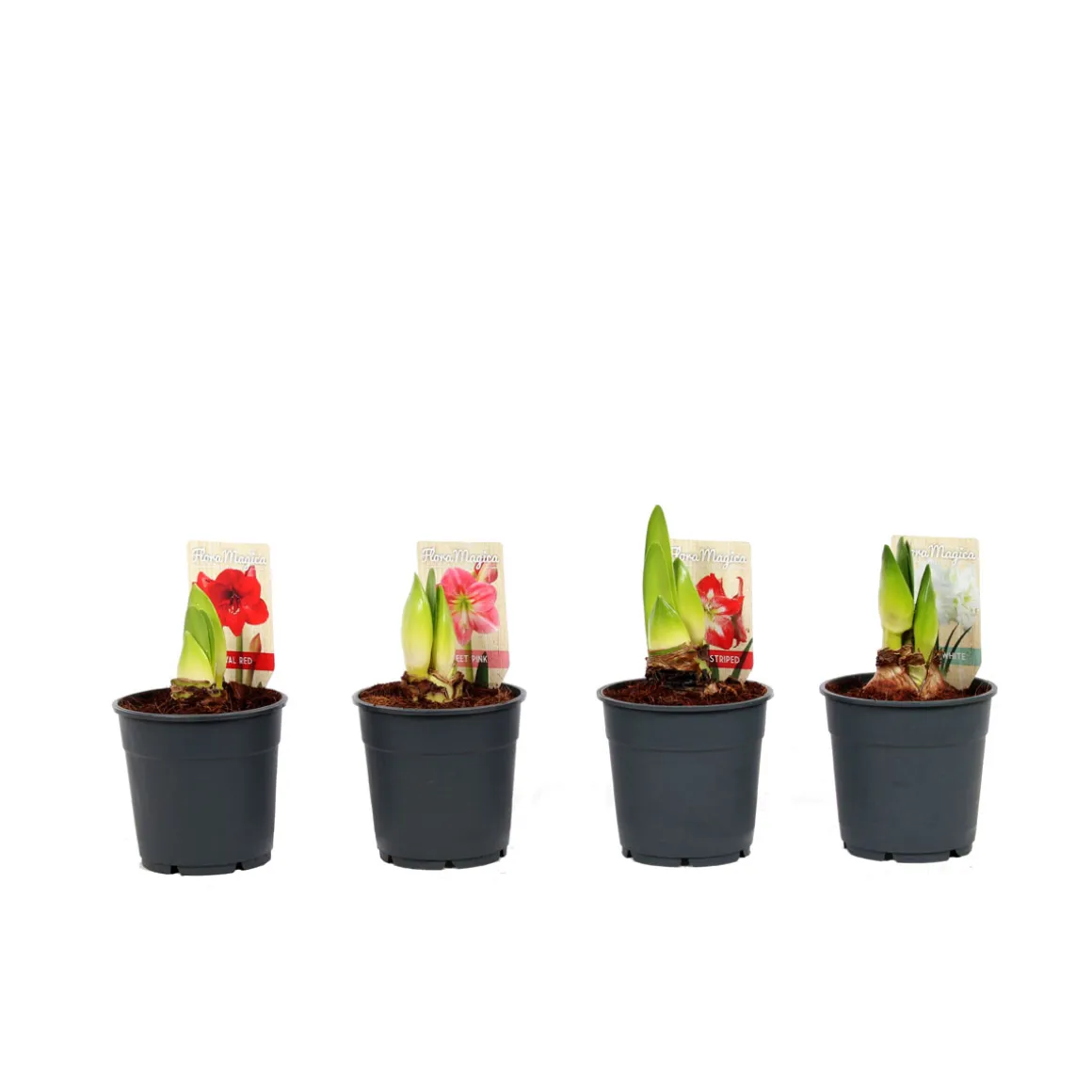 Plantiflor Amaryllis Topf Durchmesser 12 cm