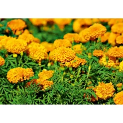 Plantiflor Aufrechte Studentenblume Topf Durchmesser 10,5 cm