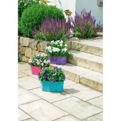 Plantiflor Ballonblume Ton in Ton Topf- Durchmesser 12 cm