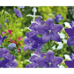 Plantiflor Ballonblume Ton in Ton Topf- Durchmesser 12 cm