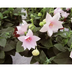 Plantiflor Ballonblume Ton in Ton Topf- Durchmesser 12 cm