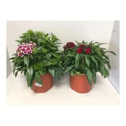 Plantiflor Bartnelke P19