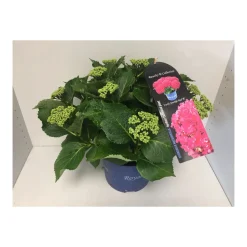 Plantiflor Bauernhortensie Royalty Collection Topf Durchmesser 23 cm