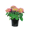 Plantiflor Bauernhortensien versch Farben Topf Durchmesser 20 cm