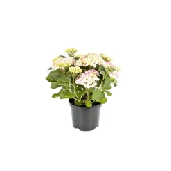 Plantiflor Bauernhortensien versch Farben Topf Durchmesser 20 cm