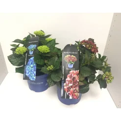 Plantiflor Bauernhortensie Royalty Collection T20 versch Farben