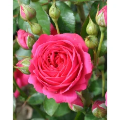 Plantiflor Beetrose Lila Topf Durchmesser 19 cm