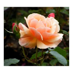 Plantiflor Beetrose Orange Topf Durchmesser 19 cm