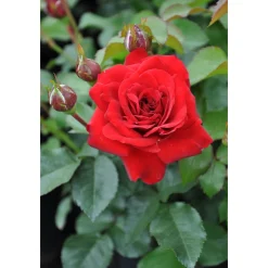 Plantiflor Beetrose Rot Topf Durchmesser 19 cm