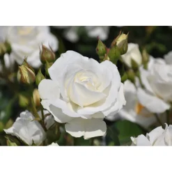 Plantiflor Beetrose Weiß Topf Durchmesser 19 cm