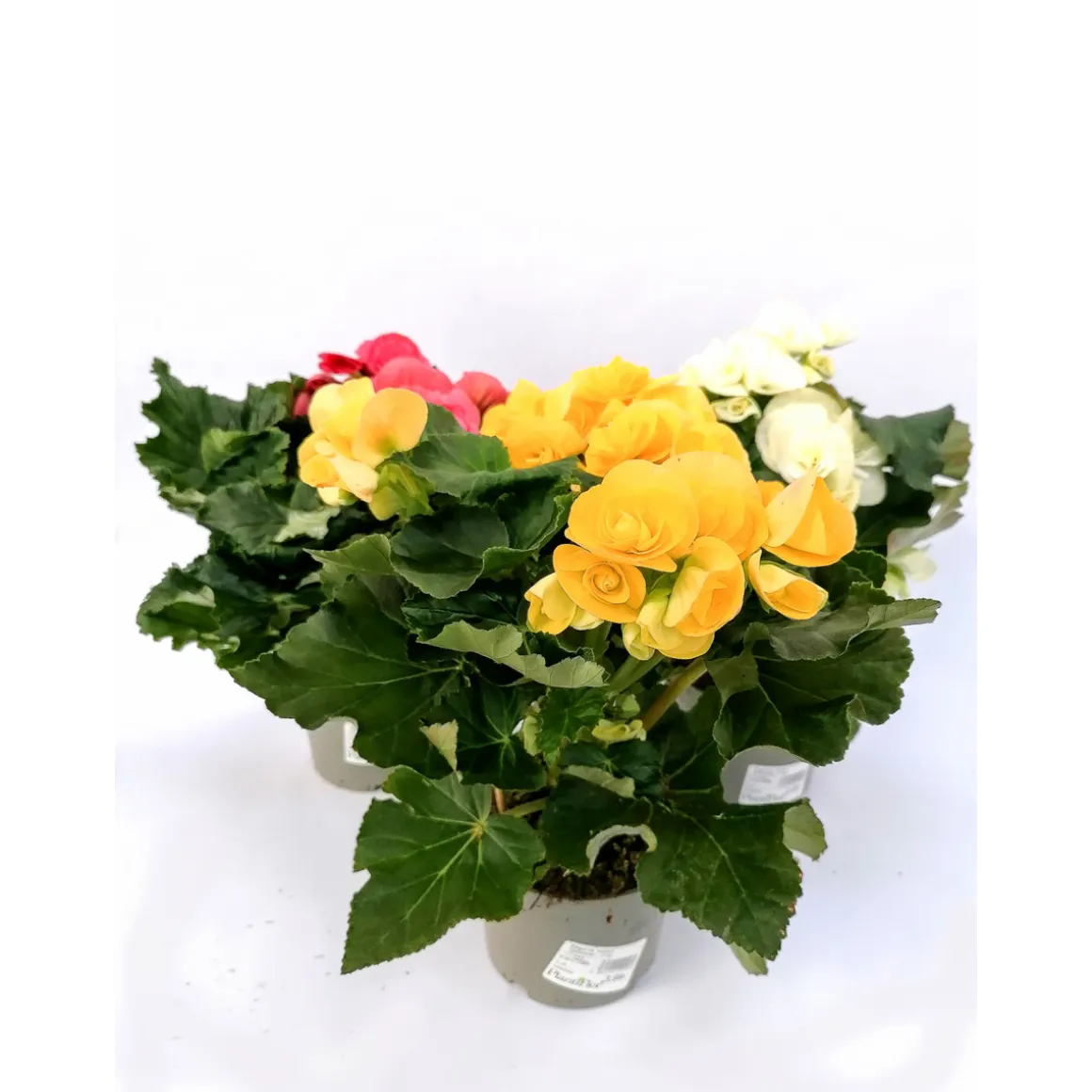 Plantiflor Begonien-Mix T13