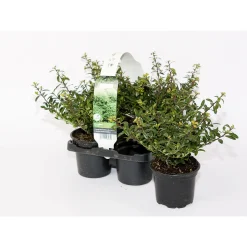 Plantiflor Berg-Ilex Stokes 4er-Pack