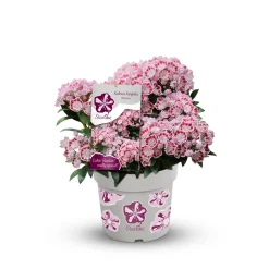 Plantiflor Berglorbeer Topf Durchmesser 20 cm