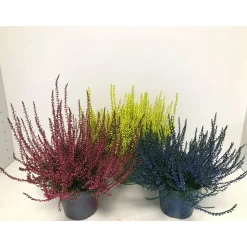 Plantiflor Besenheide gefärbt verschiedene Farben T10,5/11