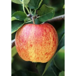 Plantiflor BIO-Apfel 'James Grieve'