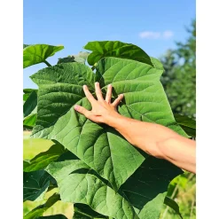 Plantiflor Bio-CO-Klimabaum Kiri-Baum Topf Durchmesser 21 cm