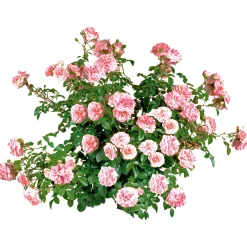 Plantiflor Bodendeckerrosen Topf Durchmesser 13 cm