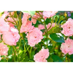 Plantiflor Bodendeckerrosen Topf Durchmesser 13 cm