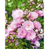 Plantiflor Bodendeckerrose Fairy-Sorten Topf Durchmesser 19 cm