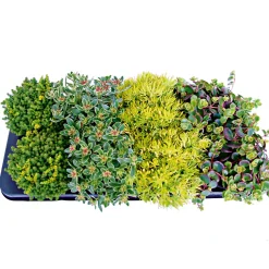 Plantiflor Bodendecker-Stauden Pflasta la Vista Topf 13 cm