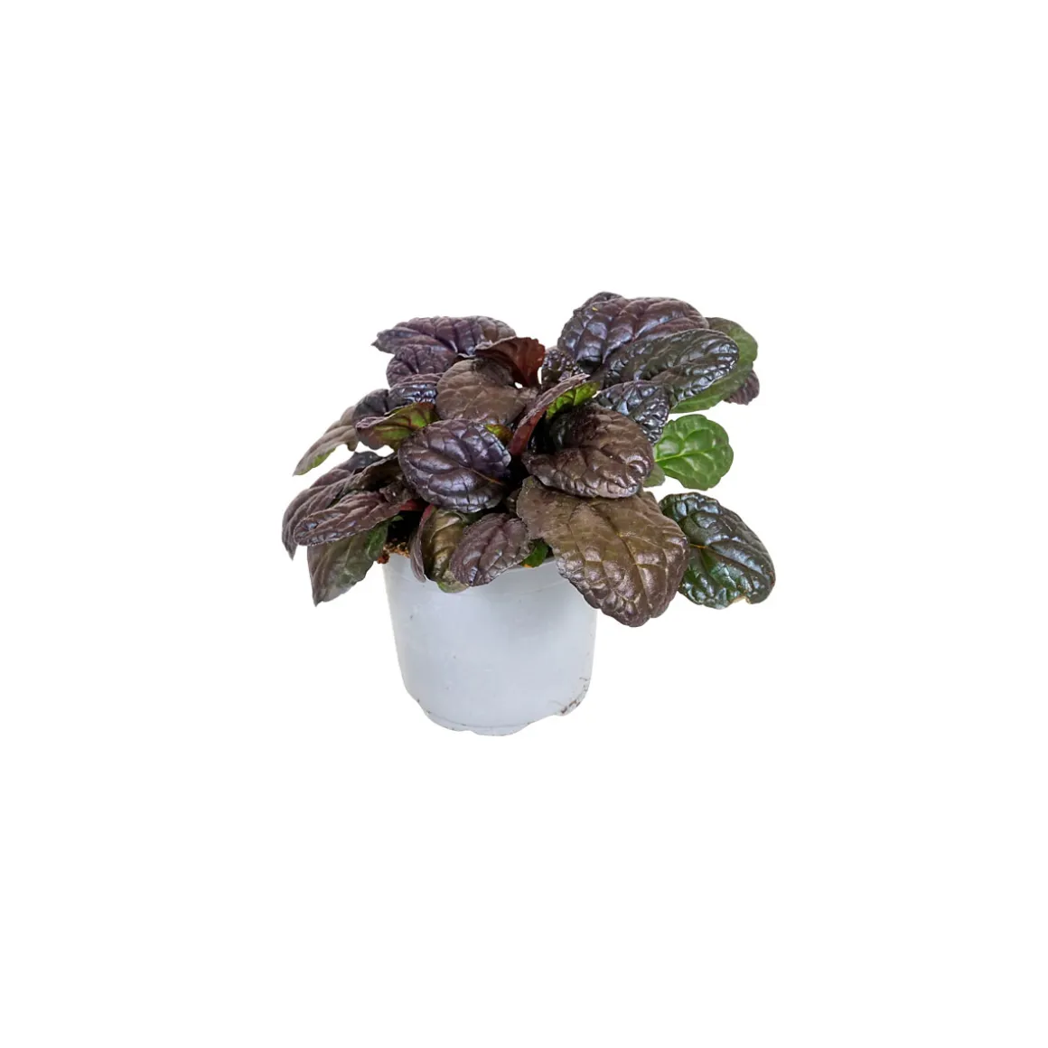 Plantiflor Bodendecker-Stauden Pflasta la Vista Topf 13 cm