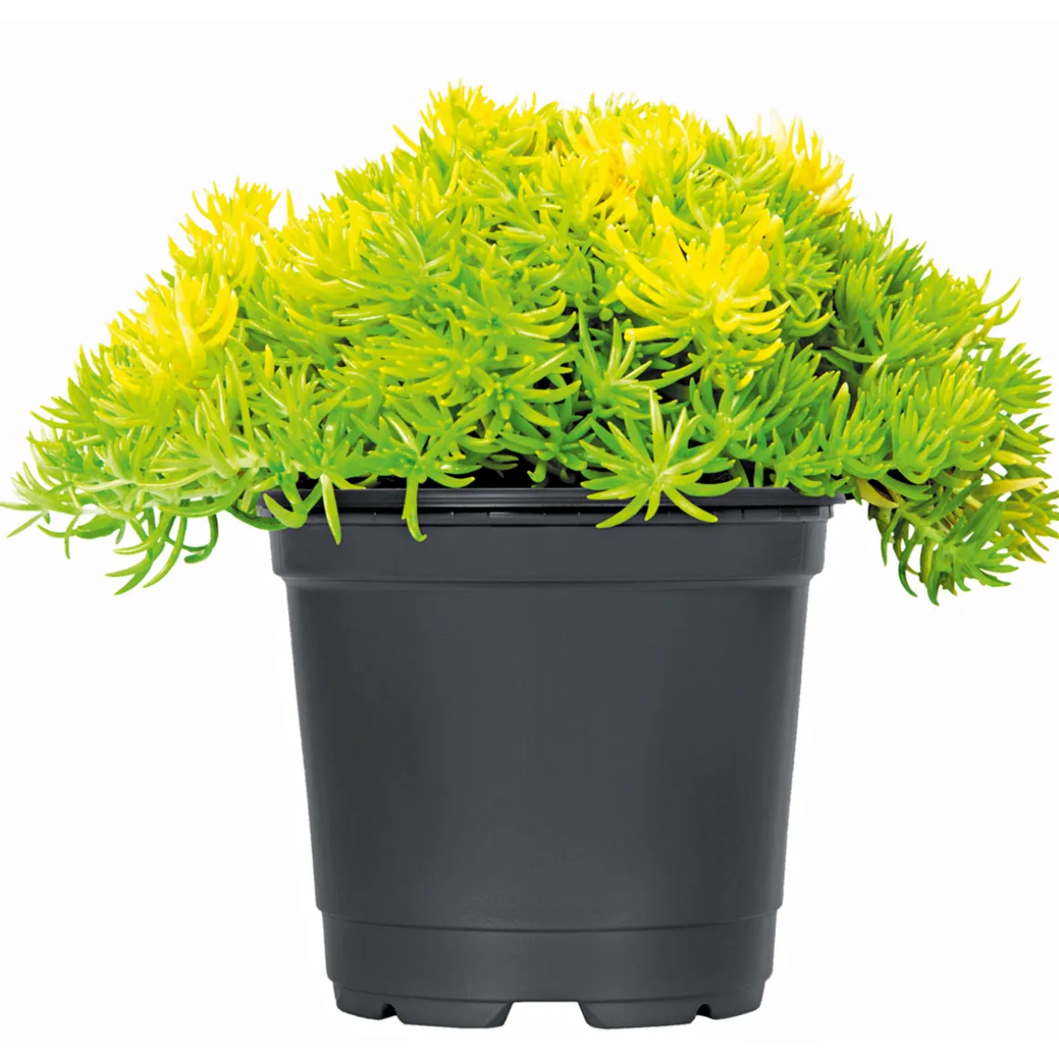 Plantiflor Bodendecker-Stauden Pflasta la Vista Topf 13 cm