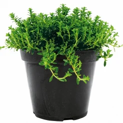 Plantiflor Bohnenkraut Topf 12 cm