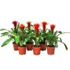Plantiflor Bromelien-Mix Topf- Durchmesser 12 cm