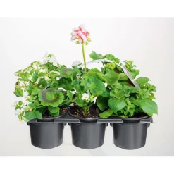 Plantiflor Bunter Balkonkasten Tradition 6er-Pack