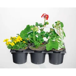 Plantiflor Bunter Balkonkasten Tradition 6er-Pack