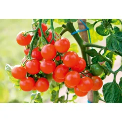 Plantiflor Cherrytomate plastikfrei Topf Durchmesser 12 cm