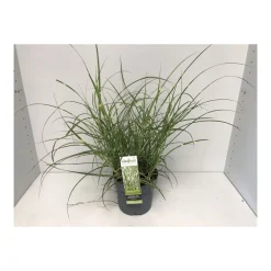 Plantiflor Chinaschilf Dwarf T14