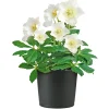 Plantiflor Christrose Christmas Carol Top Durchmesser 12 cm