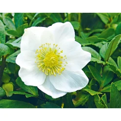 Plantiflor Christrose Christmas Carol Top Durchmesser 12 cm