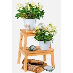 Plantiflor Christrose Christmas Carol Top Durchmesser 12 cm