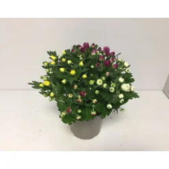 Plantiflor Chrysantheme T13 4 Farben