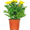 Plantiflor Chrysantheme Eintrieber Topf Durchmesser 10,5 cm