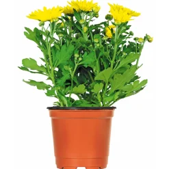 Plantiflor Chrysantheme Eintrieber Topf Durchmesser 10,5 cm