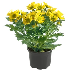 Plantiflor Chrysantheme Eintrieber Topf Durchmesser 10,5 cm
