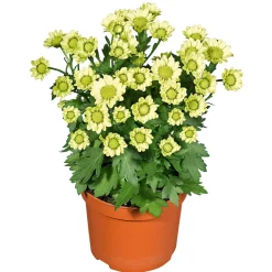Plantiflor Chrysantheme Eintrieber Topf Durchmesser 10,5 cm
