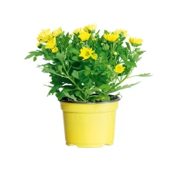 Plantiflor Chrysantheme Swifty Topf- Durchmesser 10,5 cm
