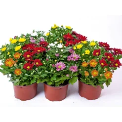 Plantiflor Chrysantheme Swifty Topf- Durchmesser 10,5 cm