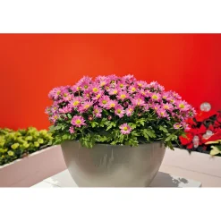 Plantiflor Chrysantheme Swifty Topf- Durchmesser 10,5 cm