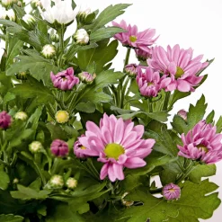 Plantiflor Chrysantheme Swifty Topf- Durchmesser 10,5 cm