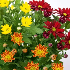 Plantiflor Chrysantheme Swifty Topf- Durchmesser 10,5 cm
