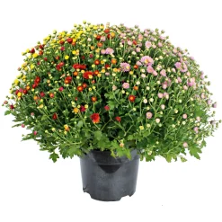Plantiflor Chrysanthemen-Busch Trio Topf- Durchmesser 19 cm